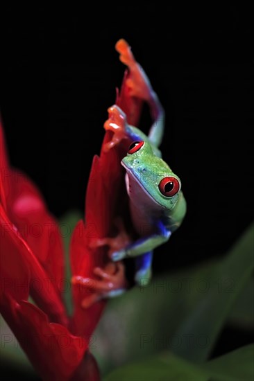 Red-eyed tree frog (Agalychnis callidryas), adult, on bromeliad, captive, Central America