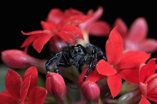 Tan jumping spider (Platycryptus undatus), adult, on leaf, North America, captive