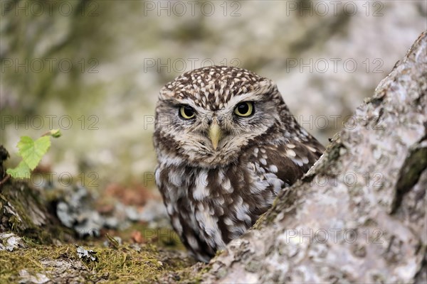 Little owl (Athene noctua), (Tyto alba), adult, on tree trunk, alert, portrait, Lowick, Northumberland, England, Great Britain