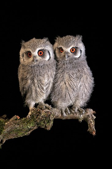 Southern white-faced owl (Ptilopsis granti), juvenile, two juveniles, siblings, at night, on guard, captive