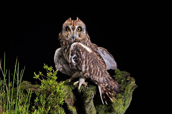 Short-eared owl (Asio flammeus), adult, at night, perch, Great Britain