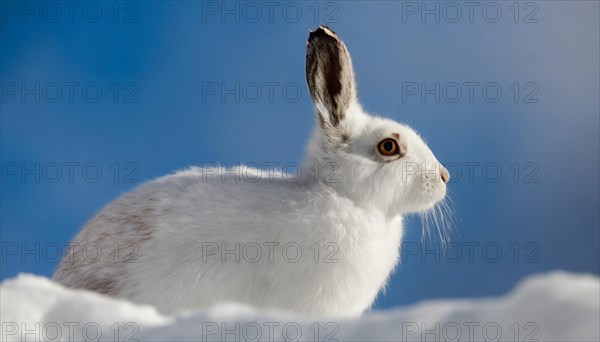 AI generated, A snow hare in winter, (lepus timidus)