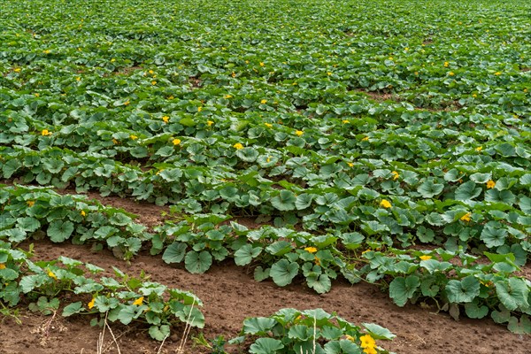 A pumpkin patch with green leaves and yellow flowers on dark soil