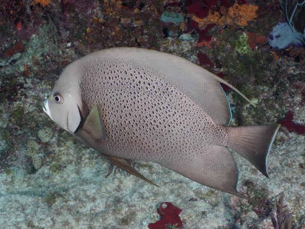 Gray angelfish (Pomacanthus arcuatus), dive site John Pennekamp Coral Reef State Park, Key Largo, Florida Keys, Florida, USA, North America