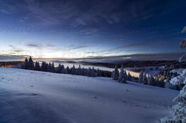 Winter on the Feldberg in front of sunrise, Breisgau-Hochschwarzwald district, Baden-Wuerttemberg, Germany, Europe