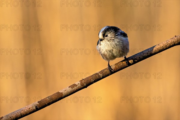 A small bird perched on a branch with a warm brown bokeh background, Aegithalos caudatus, long-tailed tit, Wagbachniederung