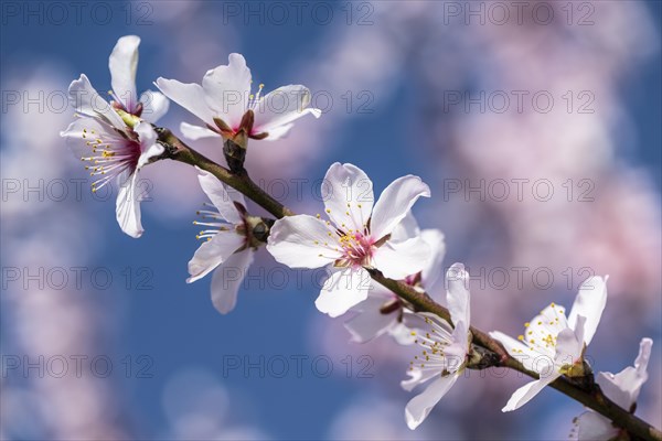 Almond blossom (Prunus dulcis), Gimmeldingen, Rhineland-Palatinate- Germany