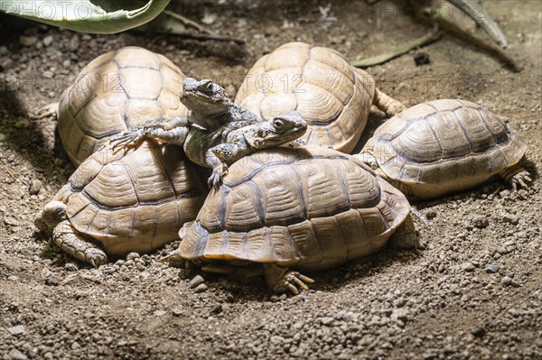 Egyptian tortoises (Testudo kleinmanni) and black hardun (Stellagama stello), Heidelberg Zoo, Baden-Wuerttemberg, Germany, Europe