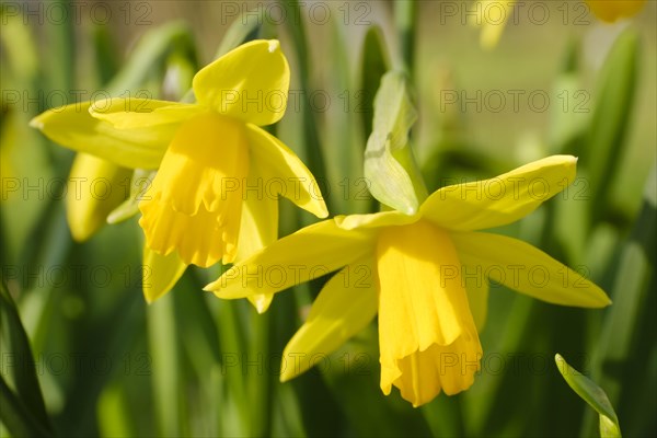 Two blooming daffodils (Narcissus), early bloomers, close-up, North Rhine-Westphalia, Germany, Europe