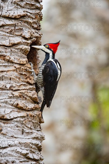 Crimson-crested woodpecker (Campephilus melanoleucos) Pantanal Brazil