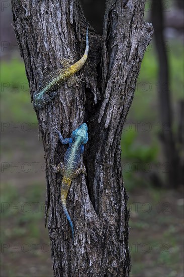 Blue-throated Agama (Acanthocercus atricollis), Madikwe Game Reserve, North West Province, South Africa, RSA, Africa