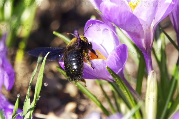 Violet carpenter bee (Xylocopa violacea), wild bee of the year 2024, crocus meadow, Germany, Europe