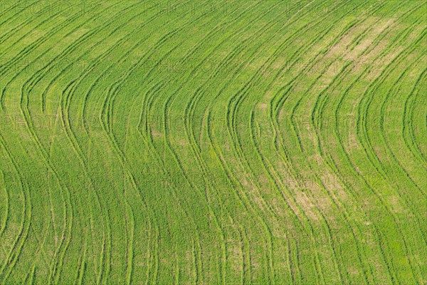 Traces on a cultivated area, Crete Senesi, Province of Siena, Tuscany, Italy, Europe