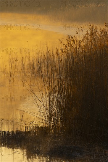 Riparian forest, morning mood, ice, water, reeds, Lower Austria