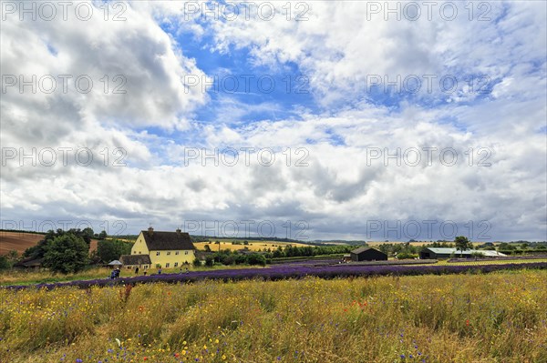 Lavender field and wildflower meadow on a farm, Cotswolds Lavender, Snowshill, Broadway, Gloucestershire, England, Great Britain