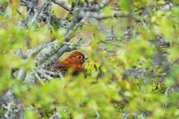 Willow ptarmigan (Lagopus lagopus) hides in a green shrubbery