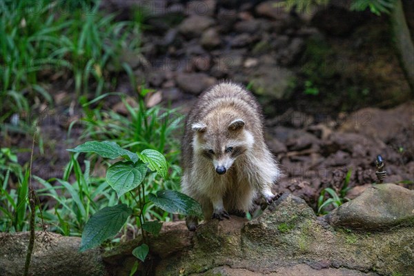 Raccoon in natural environment, close-up, portrait of the animal on Guadeloupe au Parc des Mamelles, in the Caribbean. French Antilles, France, Europe