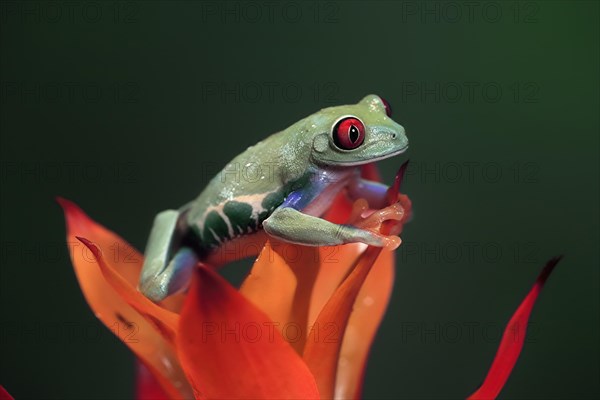 Red-eyed tree frog (Agalychnis callidryas), adult, on bromeliad, captive, Central America