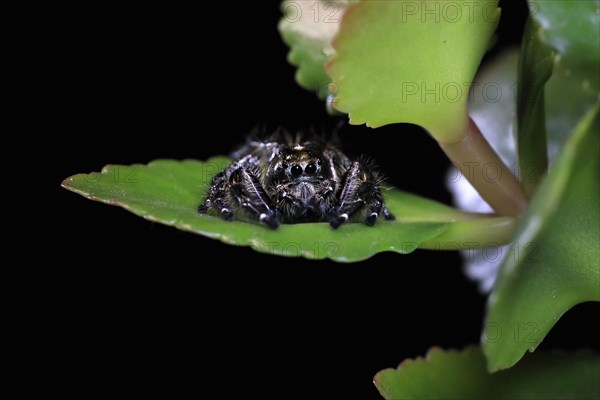 Tan jumping spider (Platycryptus undatus), adult, on leaf, North America, captive