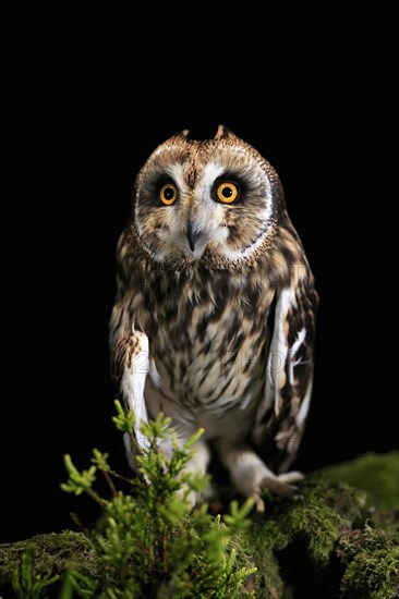 Short-eared owl (Asio flammeus), adult, at night, perch, Great Britain