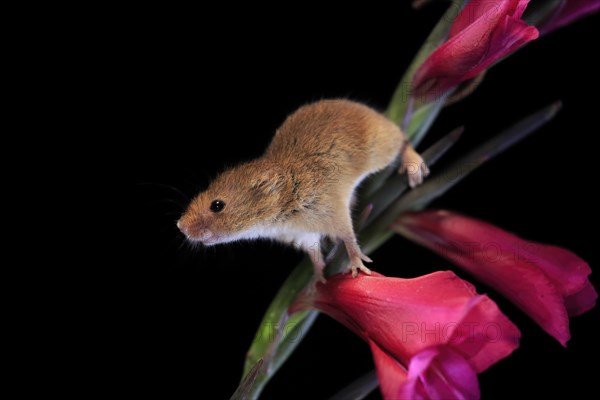 Eurasian harvest mouse (Micromys minutus), adult, on plant stem, flowering, foraging, at night, Scotland, Great Britain