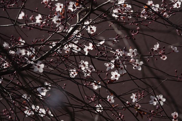 Beautiful blossom of an ornamental cherry, March, Germany, Europe