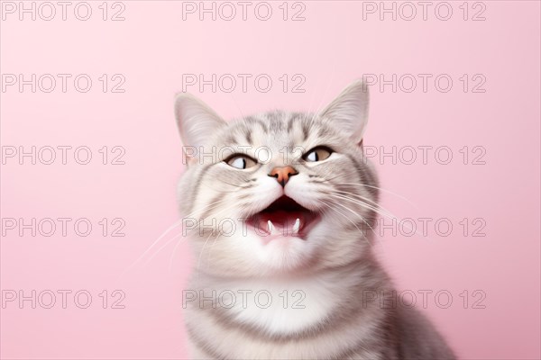 Meowing cat with open mouth on pink background. KI generiert, generiert AI generated