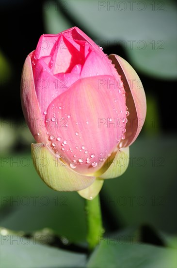 A vibrant pink lotus (Nelumbo) covered with sparkling water droplets, Stuttgart, Baden-Wuerttemberg, Germany, Europe