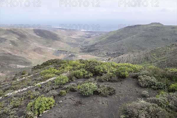 Agriculture terraced landscape seen from the Mirador del Guinate, Haria, Lanzarote, Canary Islands, Spain, Europe