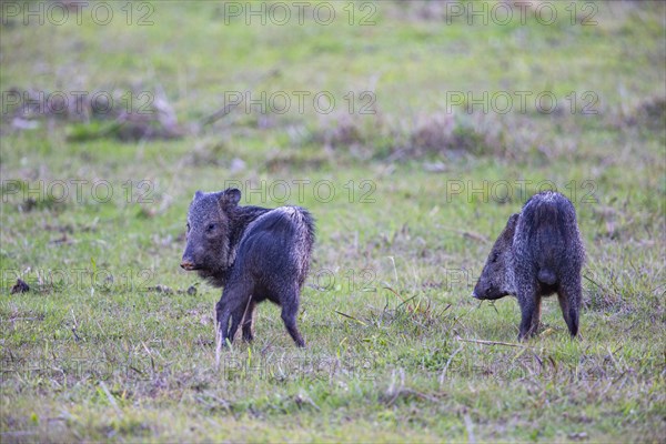 Collared peccary (Tayassu tajacu) Pantanal Brazil