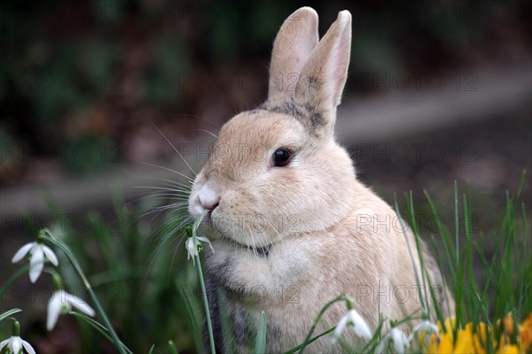 Rabbit (Oryctolagus cuniculus forma domestica), Portrait, Snowdrop, Easter, Cute brown domestic rabbit sniffing the blossom of a snowdrop