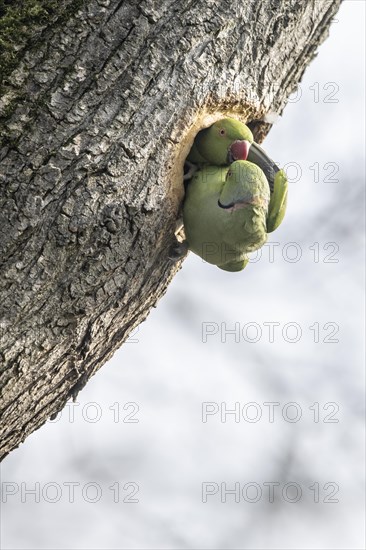 Rose-ringed parakeets (Psittacula krameri), Speyer, Rhineland-Palatinate, Germany, Europe