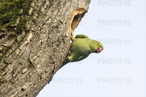 Rose-ringed parakeet (Psittacula krameri), Speyer, Rhineland-Palatinate, Germany, Europe