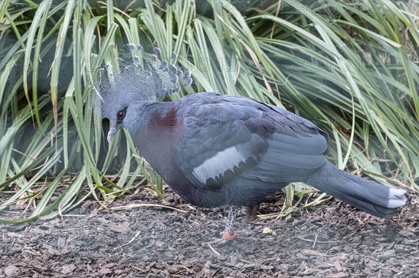 Victoria crowned pigeon (Goura victoria), Heidelberg Zoo, Baden-Wuerttemberg, Germany, Europe