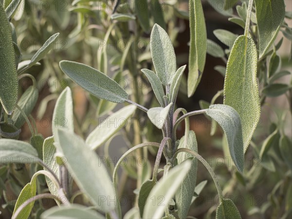 Sage (Salvia), leaves, garden, Lueneburg, Lower Saxony, Germany, Europe