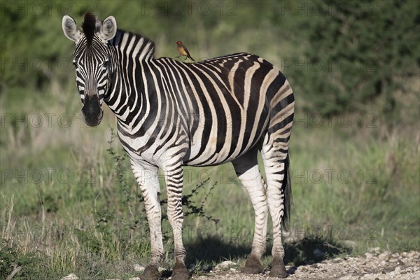 Plains zebra (Equus quagga) with oxpecker, Madikwe Game Reserve, North West Province, South Africa, RSA, Africa