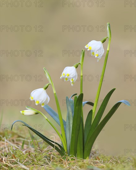 Spring snowdrop (Leucojum vernum), March snowdrop, March bell, large snowdrop. Amaryllis family (Amaryllidaceae), flowering on forest floor, inflorescence, Siegerland, North Rhine-Westphalia, Germany, Europe