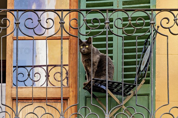 A gray cat sitting on a green balcony overlooking an urban street, Palma De Mallorca