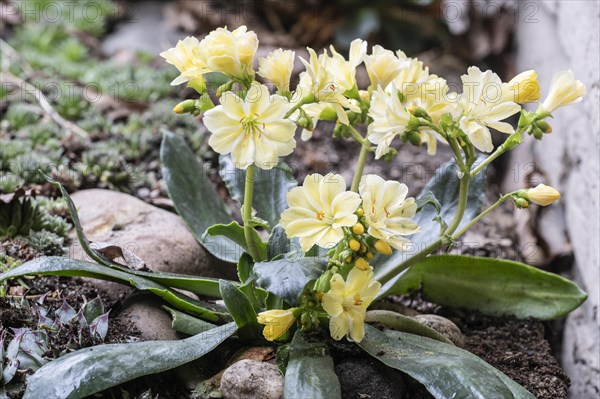 Bitterroot (Lewisia cotyledon), Emsland, Lower Saxony, Germany, Europe