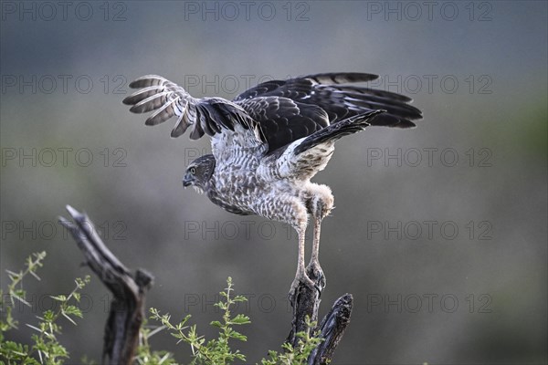 Silver Singing Goshawk, also known as pale chanting goshawk (Melierax canorus) juvenile, Madikwe Game Reserve, North West Province, South Africa, RSA, Africa