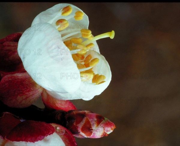 Close-up of a white flower with reddish details and prominent stamens Apricot blossom Apricot