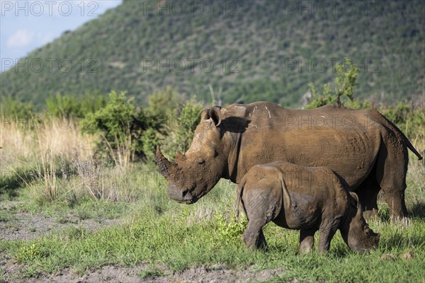 White rhinoceros (Ceratotherium simum) cow with baby, Madikwe Game Reserve, North West Province, South Africa, RSA, Africa