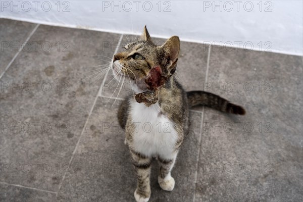 Cat injured on the neck, Mantrakia, Milos, Cyclades, Greece, Europe