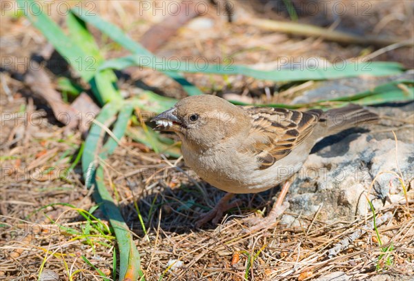 House sparrow (Passer domesticus) or sparrow or house sparrow, female with brown-grey feathers, sitting on the ground and holding food in her beak, sunny day, Cala Portals bay, Majorca, Balearic Islands, Spain, Europe