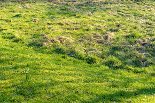 Sunshine and shade on an uneven grass field