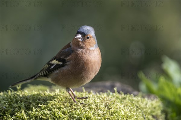 Common chaffinch (Fringilla coelebs), Emsland, Lower Saxony, Germany, Europe