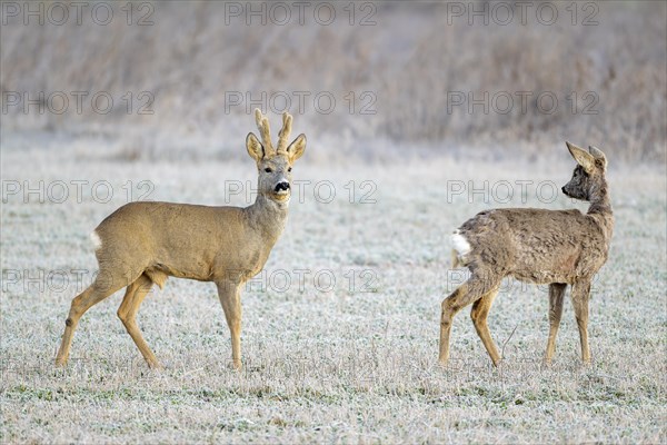 European roe deer (Capreolus capreolus), goat and buck standing in a meadow, Lower Austria, Austria, Europe