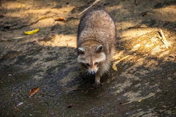 Raccoon in natural environment, close-up, portrait of the animal on Guadeloupe au Parc des Mamelles, in the Caribbean. French Antilles, France, Europe