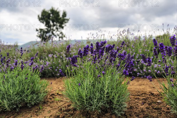 Lavender (Lavandula), lavender field on a farm, Cotswolds Lavender, Snowshill, Broadway, Gloucestershire, England, Great Britain