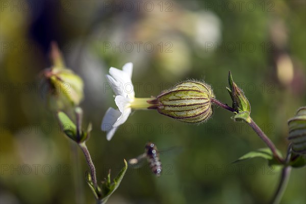 White campion (Silene latifolia), Bavaria, Germany, Europe